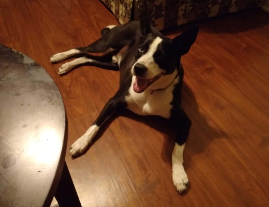 Andy the dog