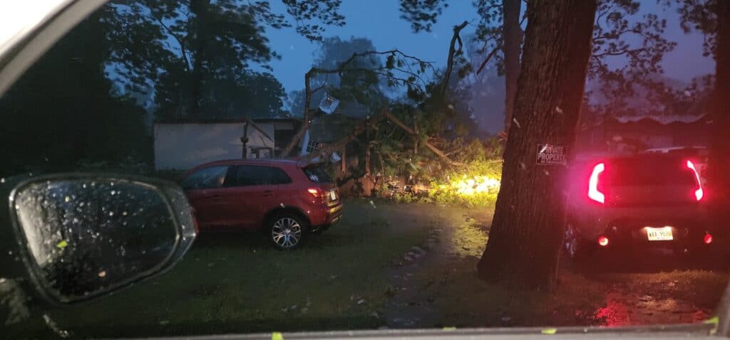 The tree that fell on Mackenzie moments after it fell. Photo by David Day