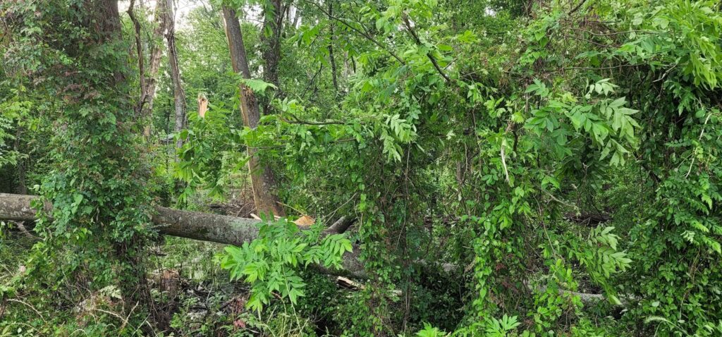 Eagle Lake storm damage