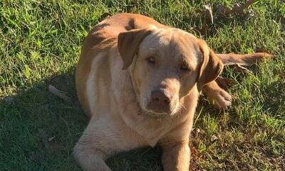buddy the dog