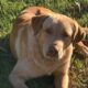 buddy the dog