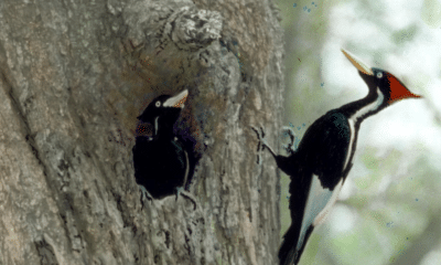Ivory-billed woodpecker