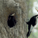 Ivory-billed woodpecker