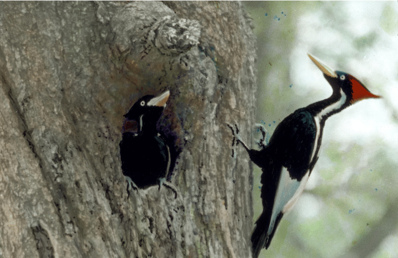 Ivory-billed woodpecker