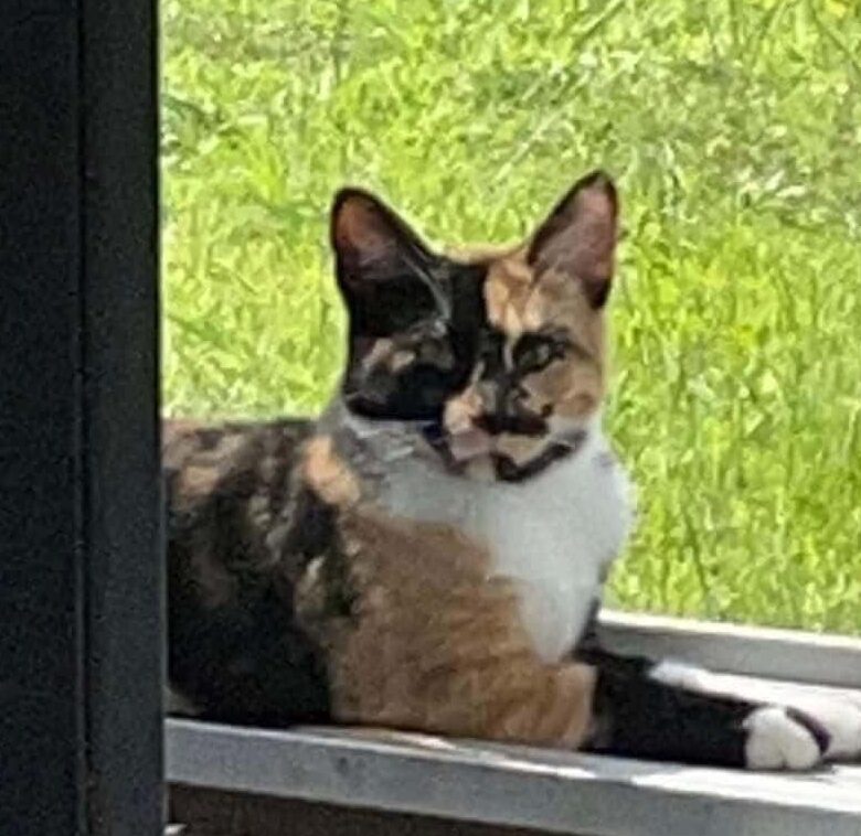 Ginger the cat