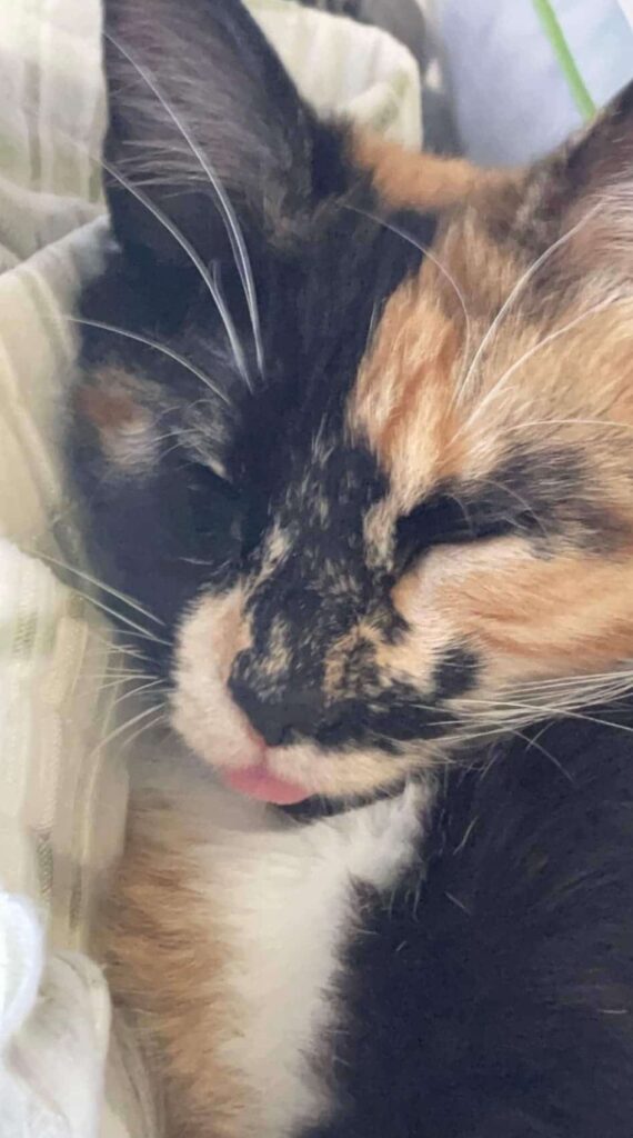 Ginger the cat