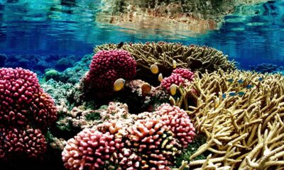 coral reef