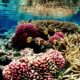 coral reef