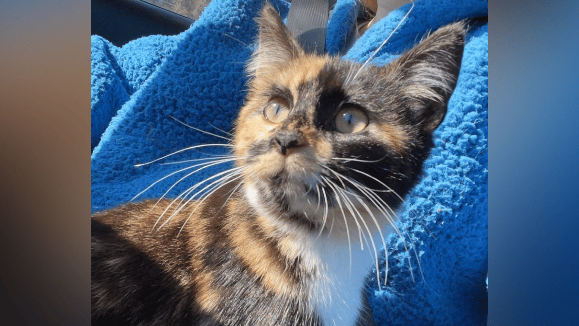 Ginger the cat