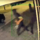 Marion Park burgler