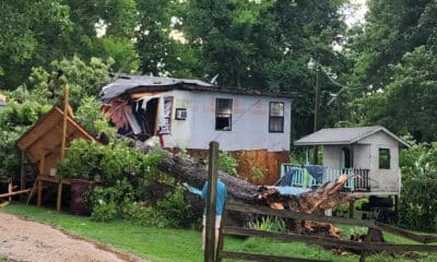 A tree on the house at Eagle Lake. Photo by David Day