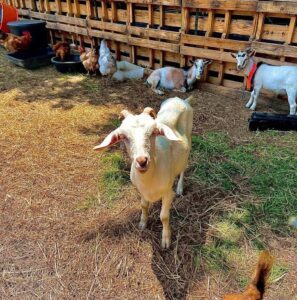 Jiminez Farms
