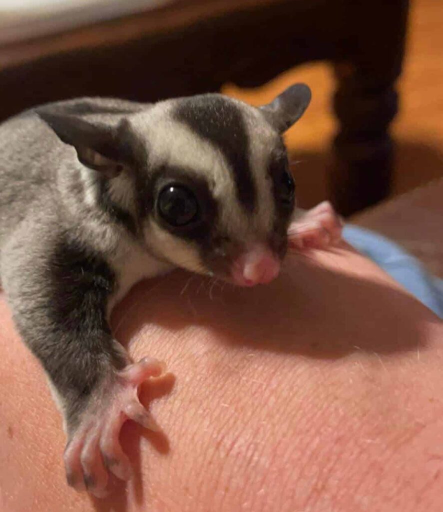 sugar gliders vicksburg featured pet