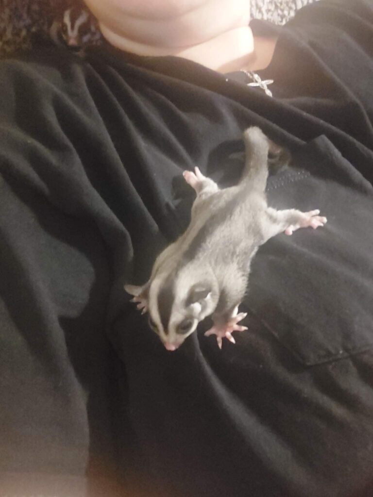 sugar gliders vicksburg pet