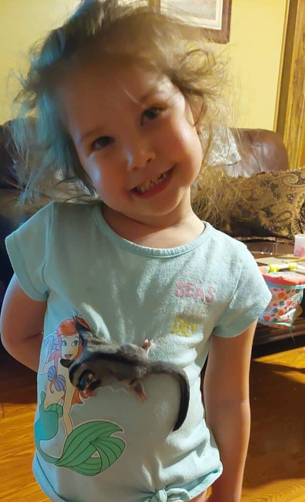 sugar glider vicksburg pet
