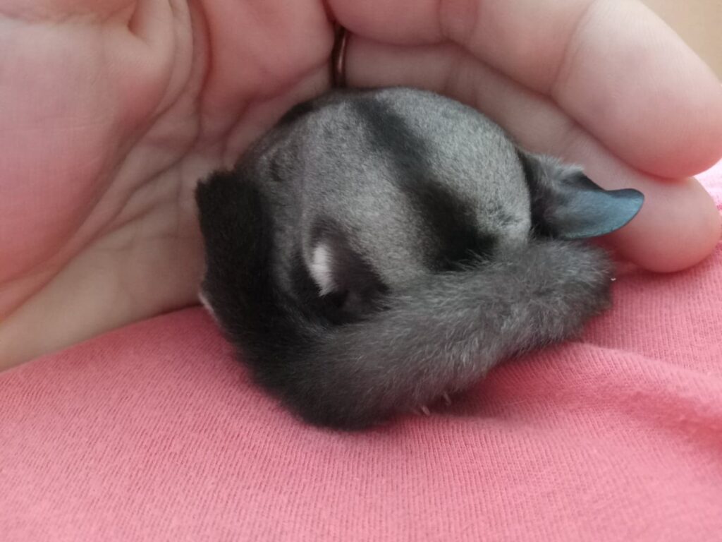 sugar gliders vicksburg pet