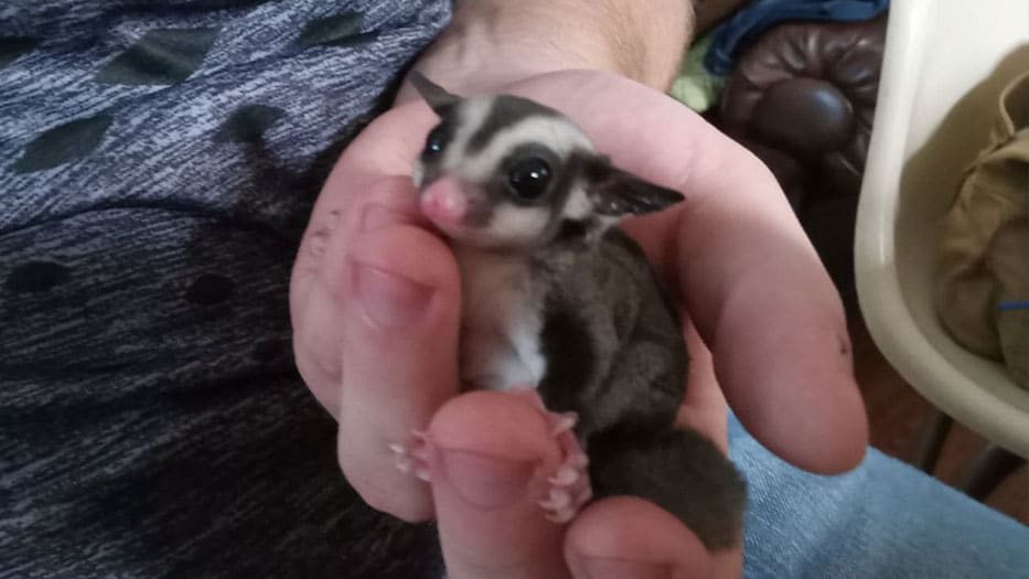 sugar glider vicksburg pet