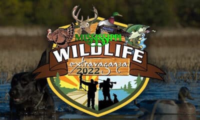 Wildlife Extravaganza