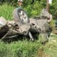 fatal wreck