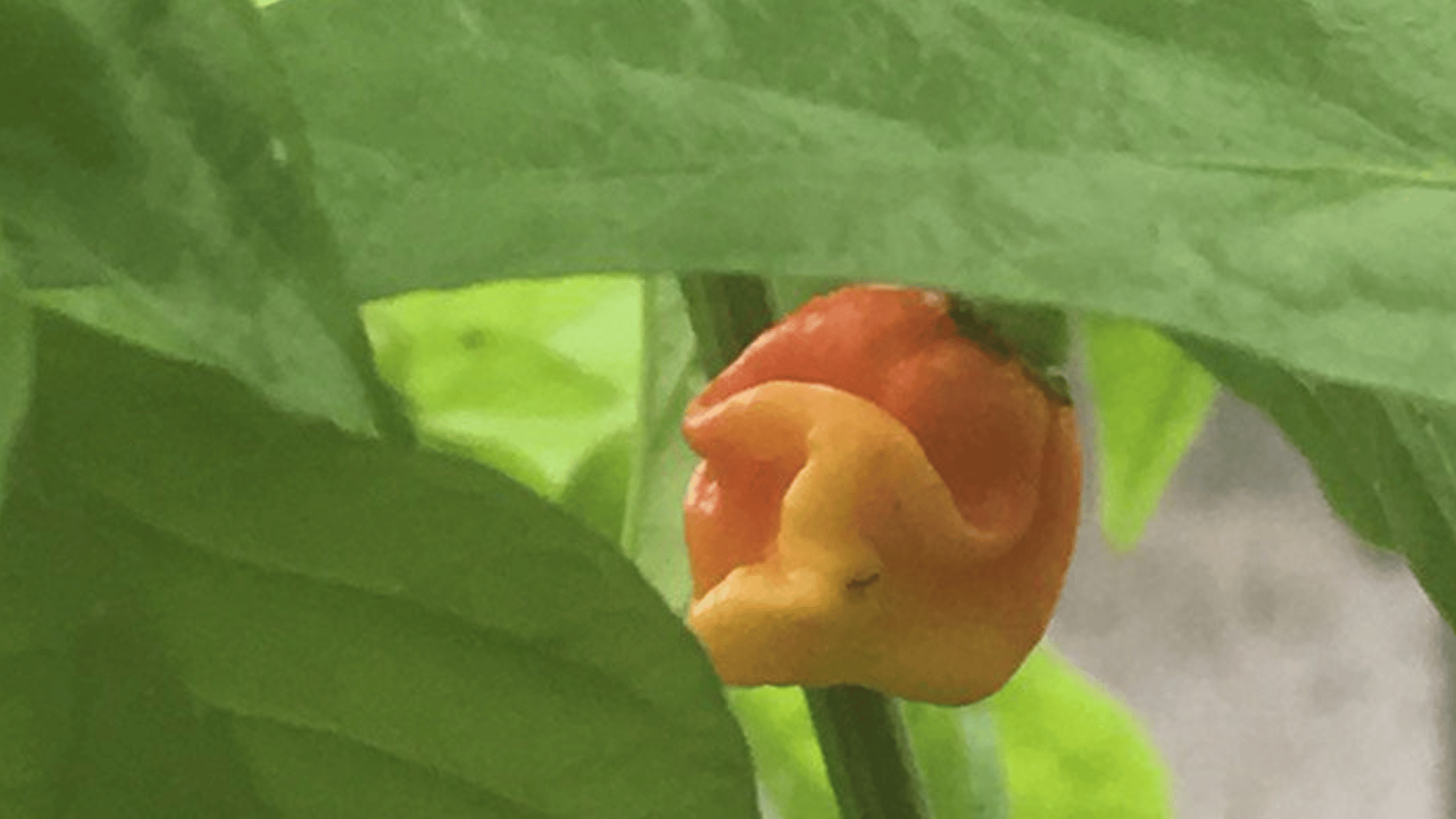 dragons breath chili