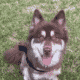 puppy for adoption
