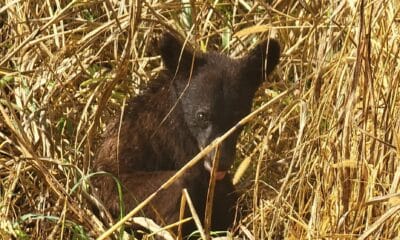 Bear cub hit at Eagle Lake