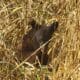 Bear cub hit at Eagle Lake