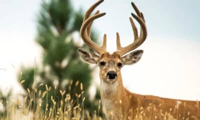 velvet buck season mississippi