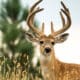 velvet buck season mississippi