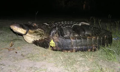 mississippi alligator record