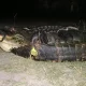 mississippi alligator record