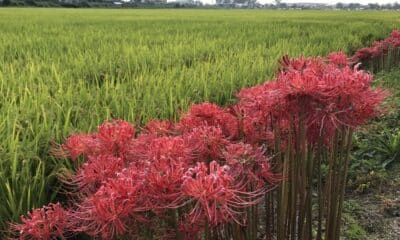 spider lilies lycoris radiata