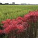 spider lilies lycoris radiata