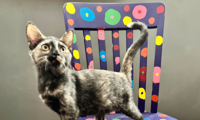 vicksburg kittens for adoption