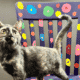 vicksburg kittens for adoption