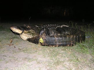 record alligator mississippi