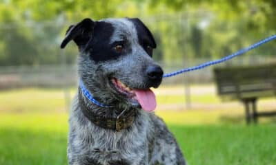 dog rescued from King's Point