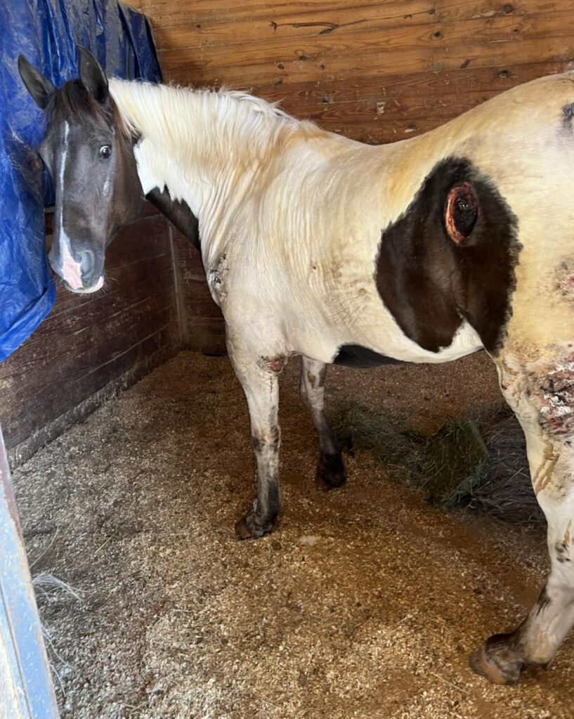 Horse hit by car vicksburg