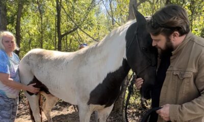 horse injured warren county vicksburg