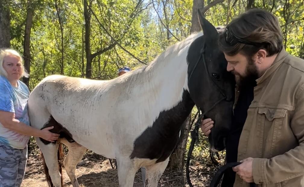horse injured warren county vicksburg