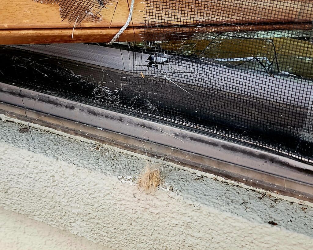deer breaks into vicksburg business