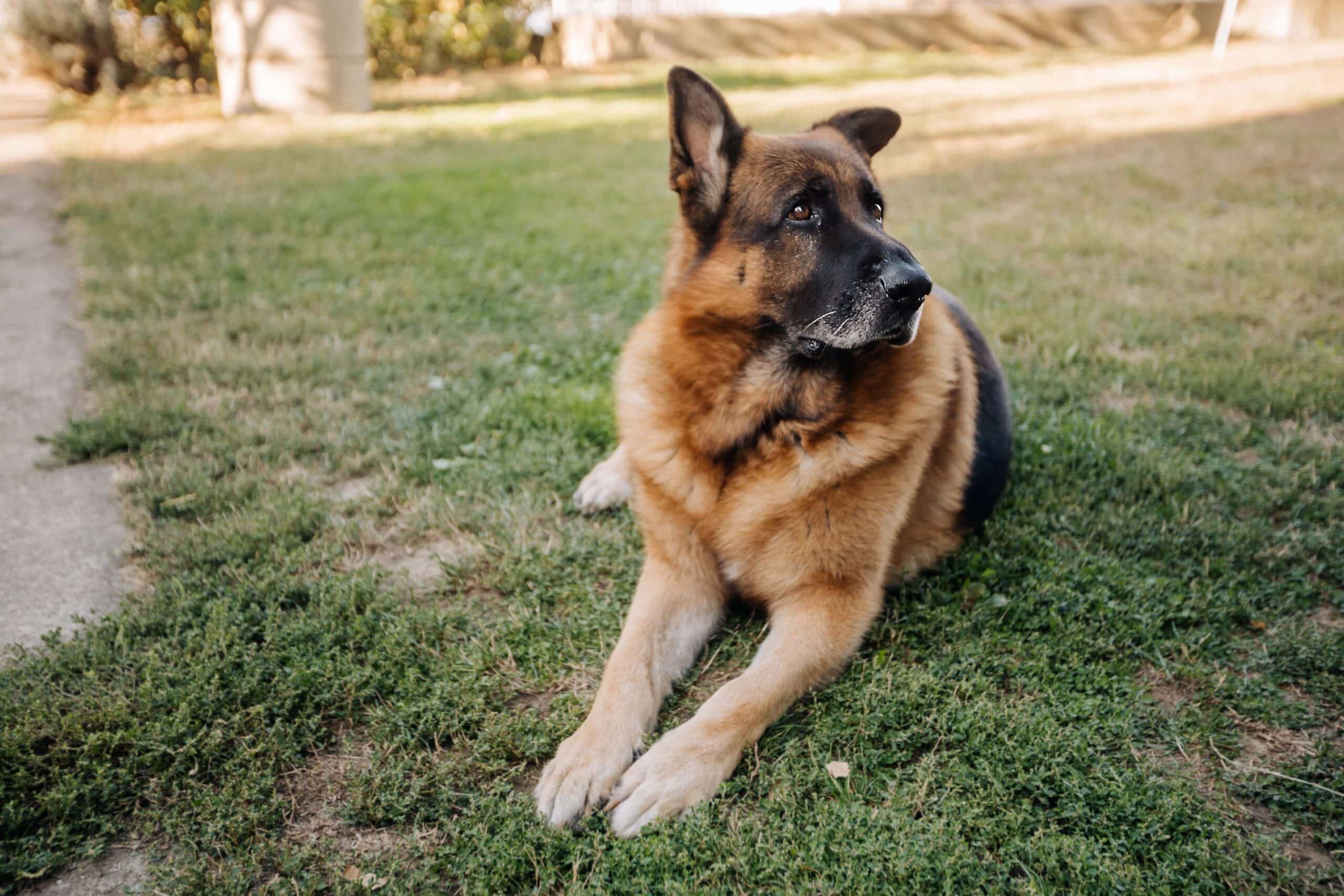 dog