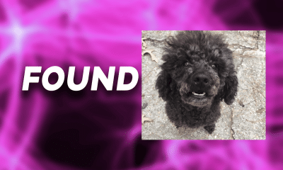 missing dog