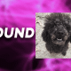 missing dog