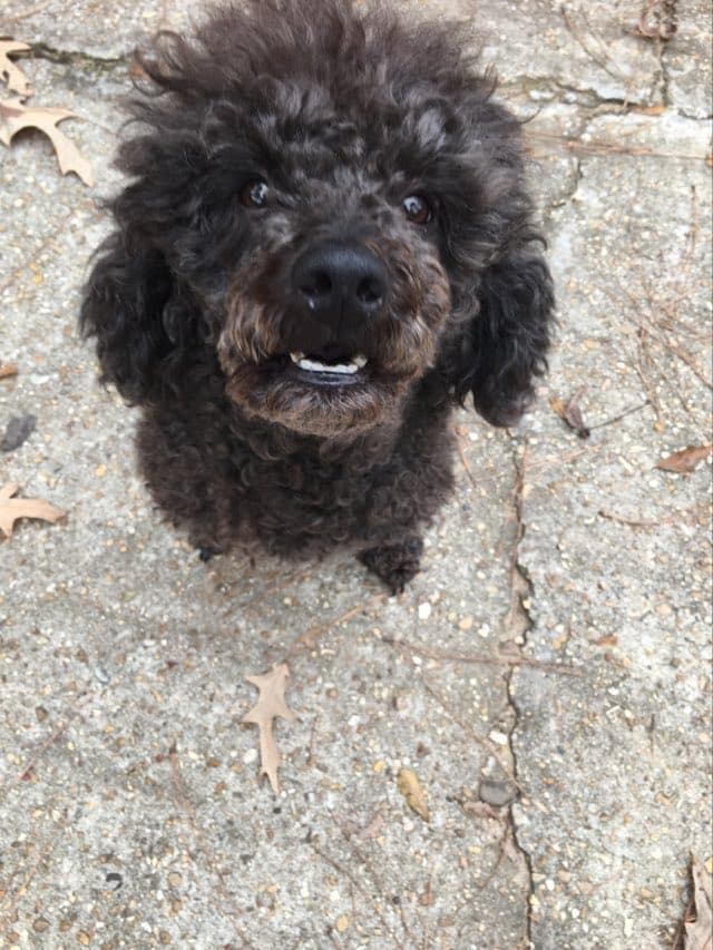 missing dog