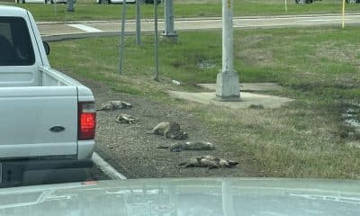 dead animals panhandlers