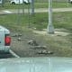 dead animals panhandlers