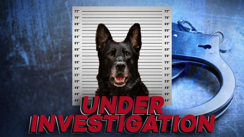 k-9 under investigation