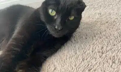 Raven the cat