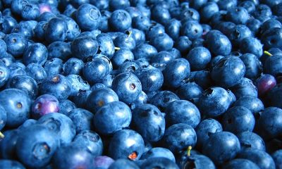 blueberry state fruit of mississippi